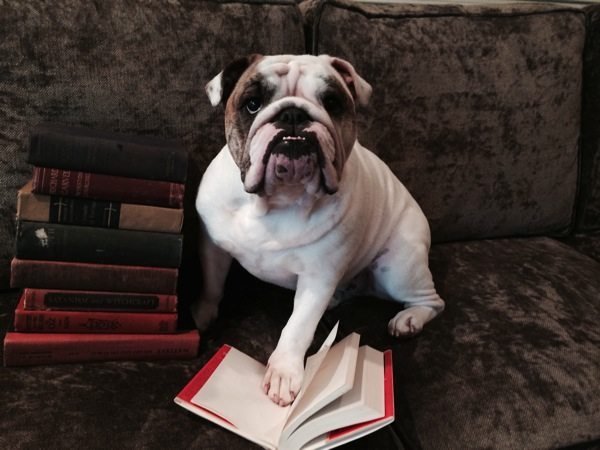 White bulldog, Pimms the AdmissionSmarts mascot, sitting on sofa with one paw on open book